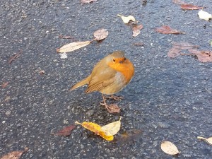 A scrounging Robin at the Barmouth Bridge car park.
