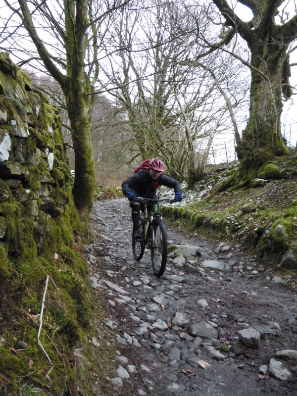 grizedale mtb trails